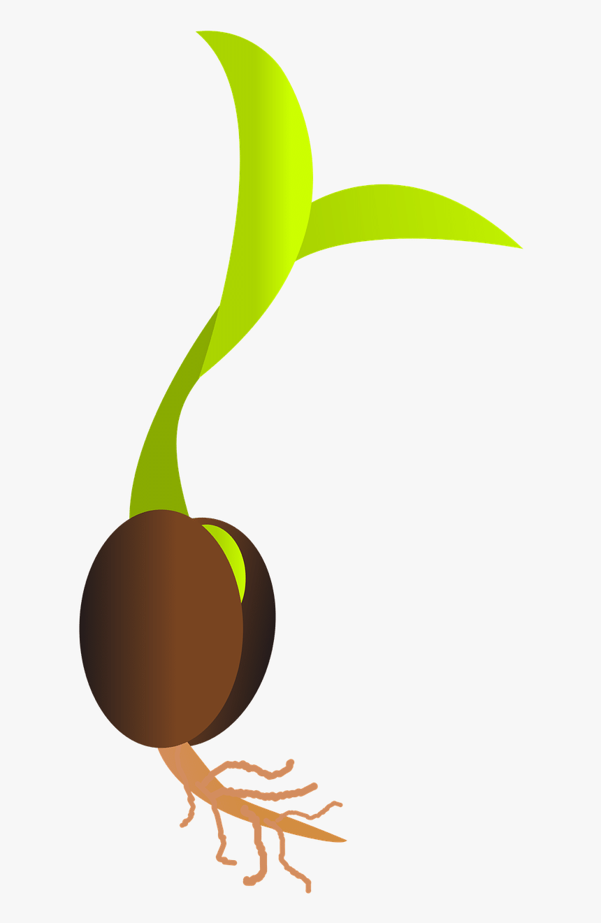 Clip Art Freeuse Library Roots Clipart Plant Seed - Germinating Seed, HD Png Download, Free Download