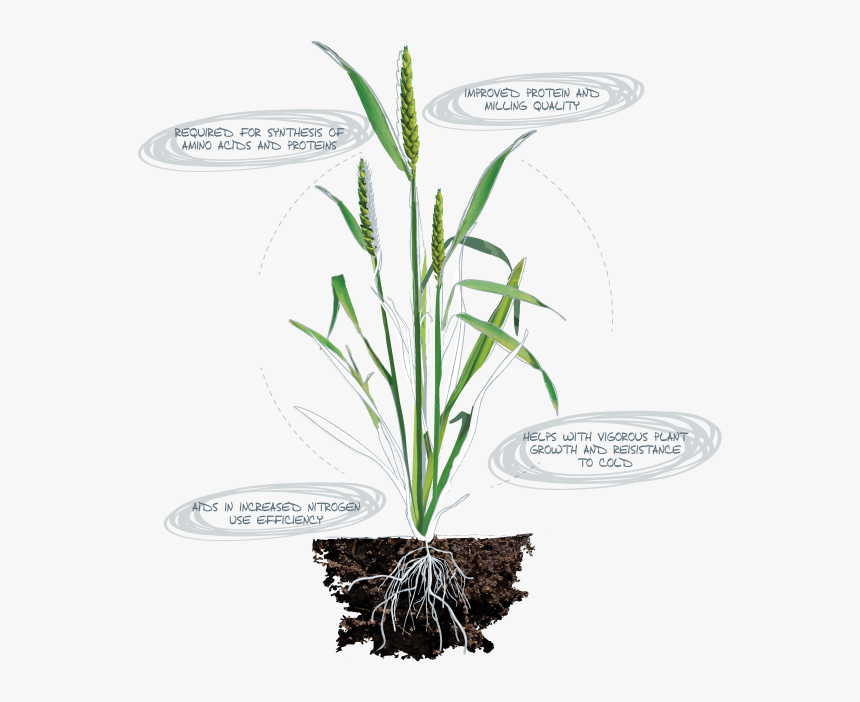 Legume Plant Roots Png , Png Download - Magnesium In Chlorophyll And Phosphorus In Atp, Transparent Png, Free Download