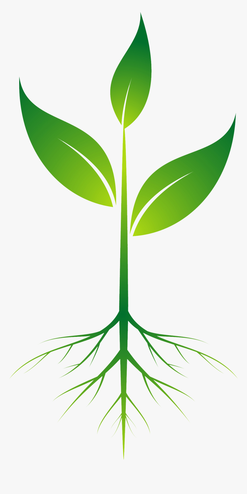 Plant Roots Png No Background - Plant Clipart With Roots, Transparent Png, Free Download