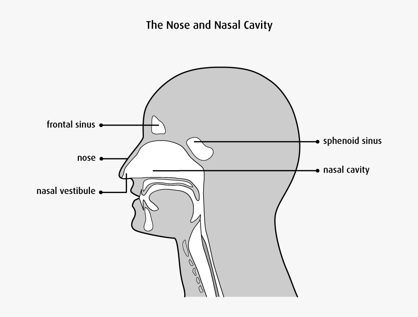 Nasal Vestibule And Nasal Cavity, HD Png Download, Free Download
