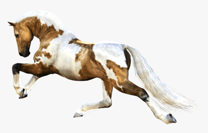 Horse Running - Brown And White Horse Png, Transparent Png, Free Download