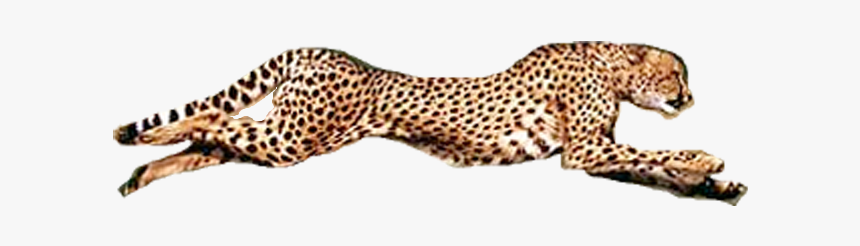 Running Cheetah Transparent Background Png - Transparent Background Cheetah Png, Png Download, Free Download