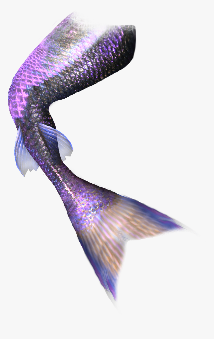 Mermaid Tail Computer File - Transparent Background Mermaid Tail Transparent, HD Png Download, Free Download