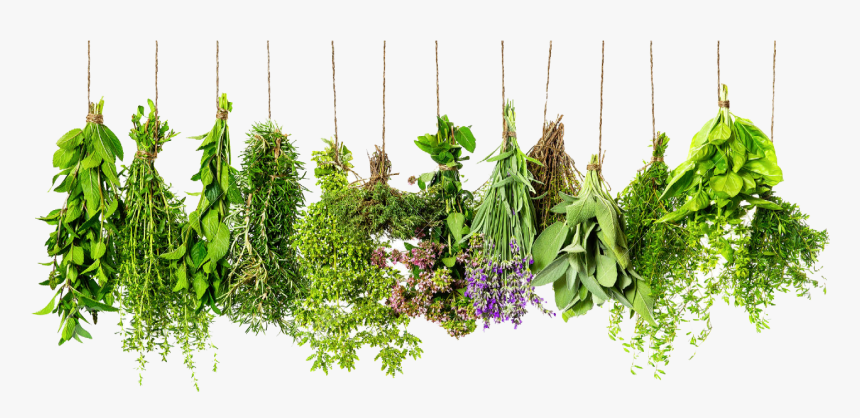 Hd Transparent Images Pluspng - Transparent Background Herbs Png, Png Download, Free Download