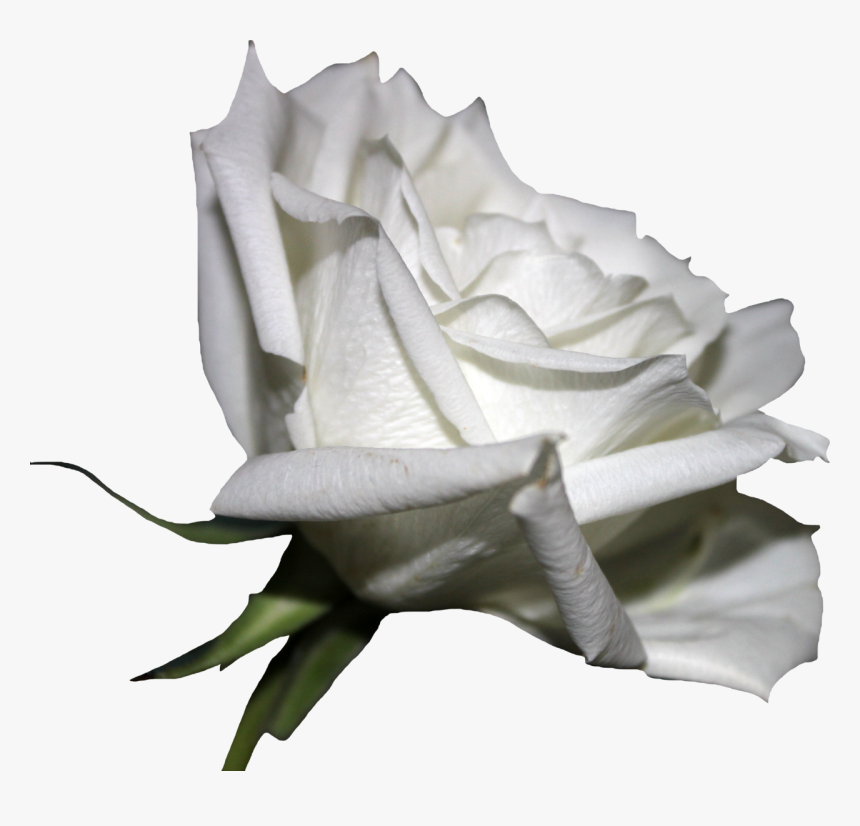 Transparent White Roses Png, Png Download, Free Download