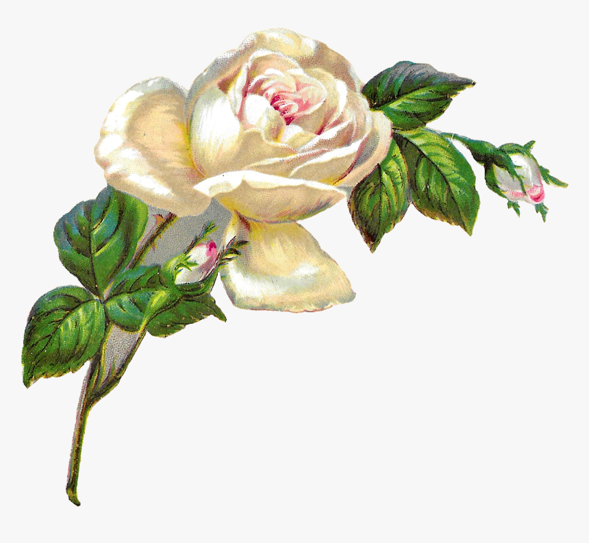 Flower Rose Image Digital Clipart Download Botanical - White Roses Clip Art, HD Png Download, Free Download