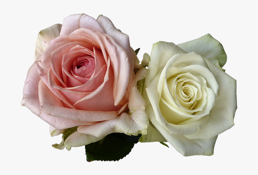 White Rose Png 19, - White And Pink Rose Png, Transparent Png, Free Download