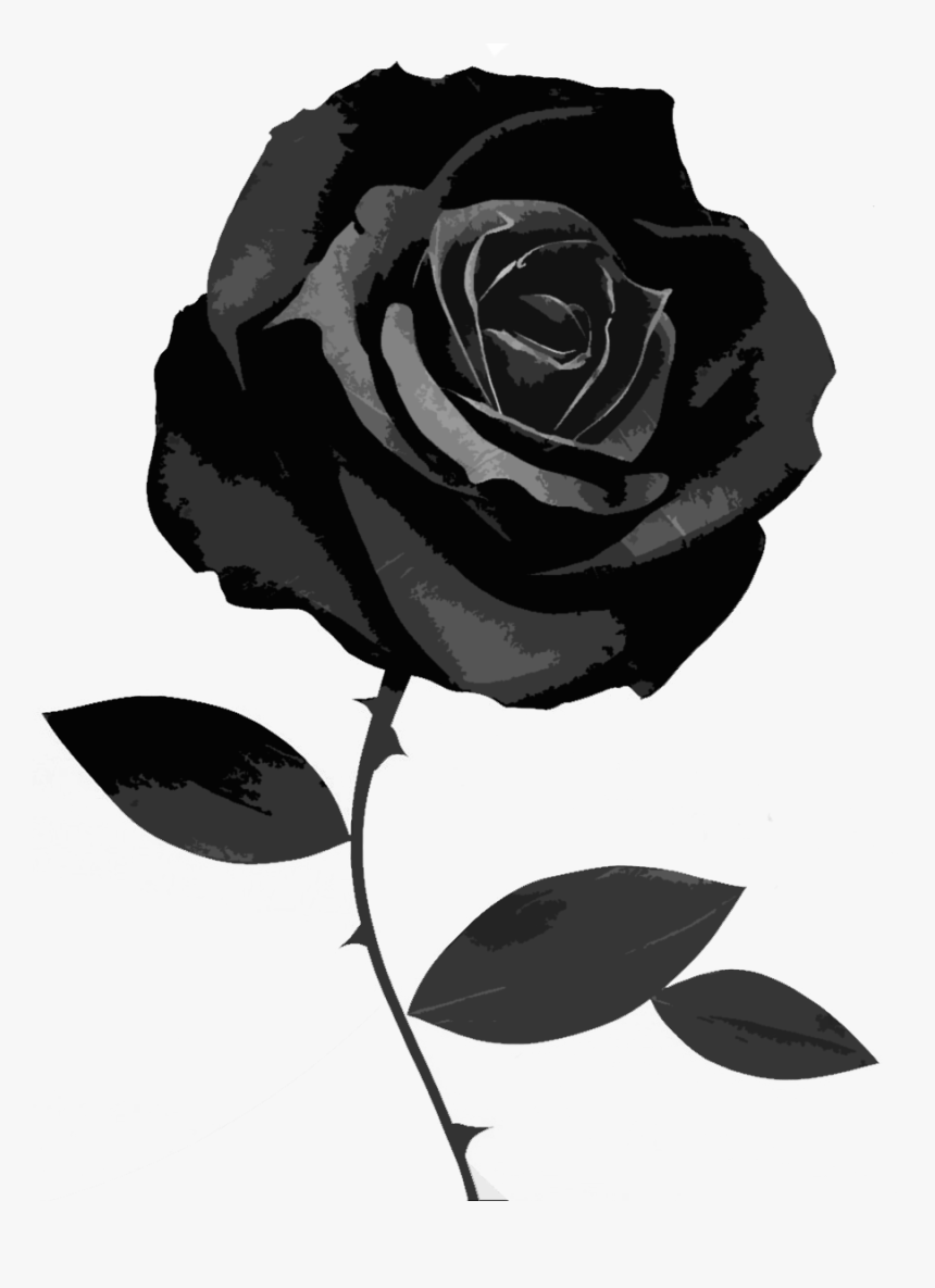 Black And White Rose Wallpaper - Black Rose No Background, HD Png Download, Free Download