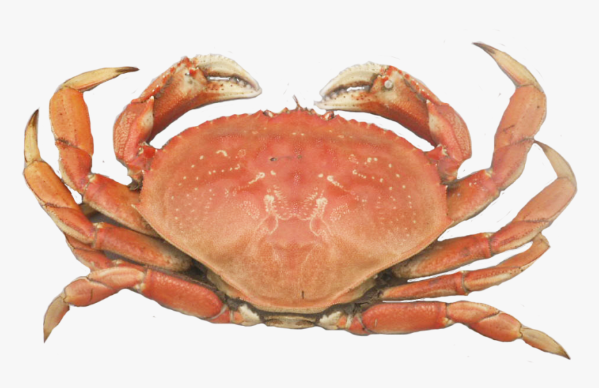 Dungeness Crab Png, Transparent Png, Free Download