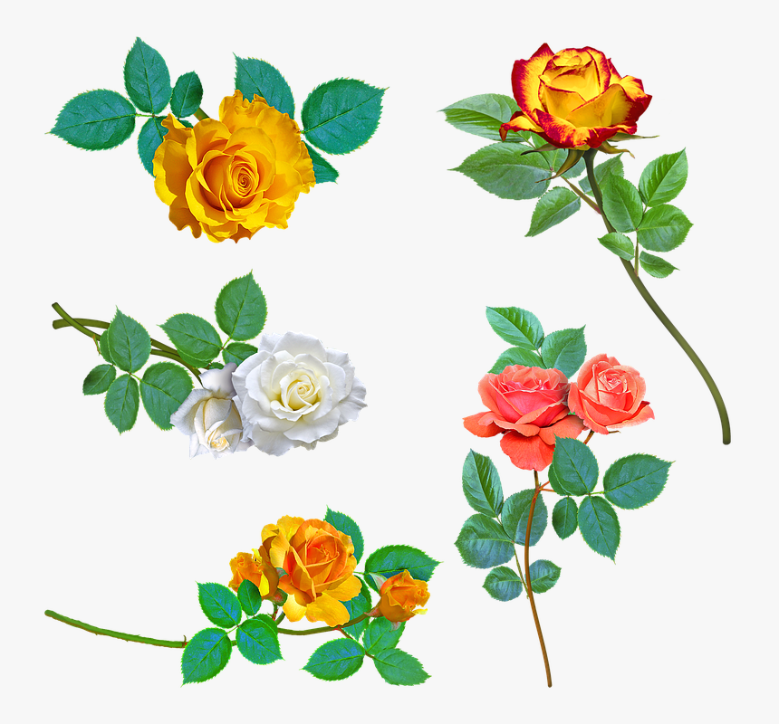 Yellow Roses, White Rose, Pink Rose, Thorns, Yellow - Rosas Amarela Png, Transparent Png, Free Download
