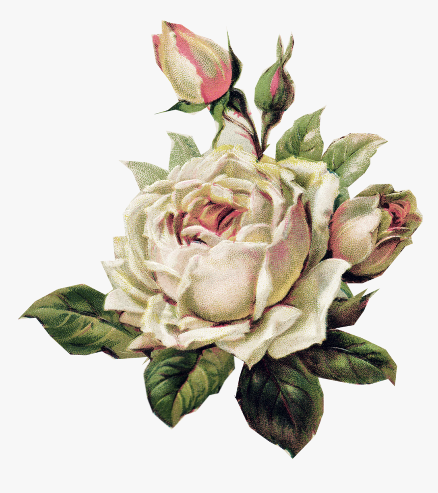 Vintage White Rose Png, Transparent Png, Free Download