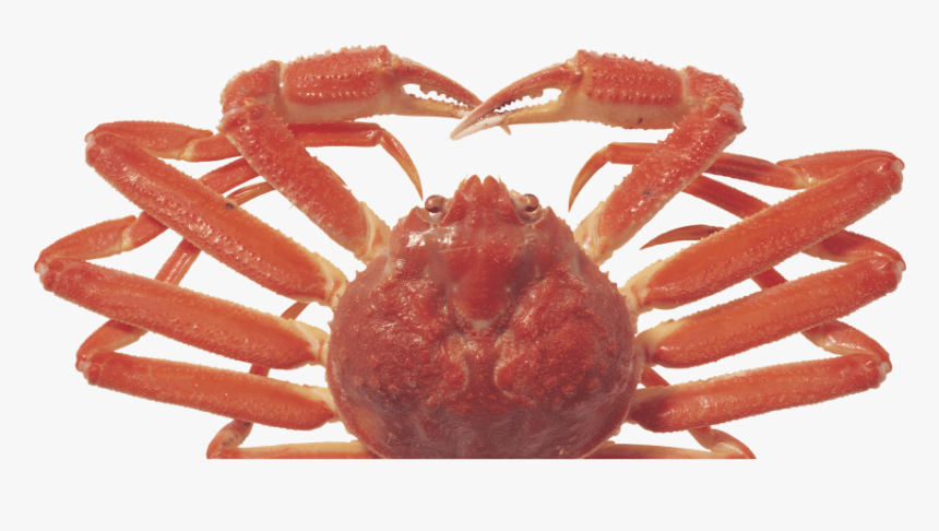 Crab Png, Transparent Png, Free Download