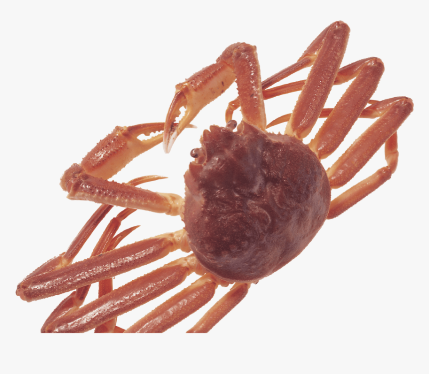 Crabs, HD Png Download, Free Download