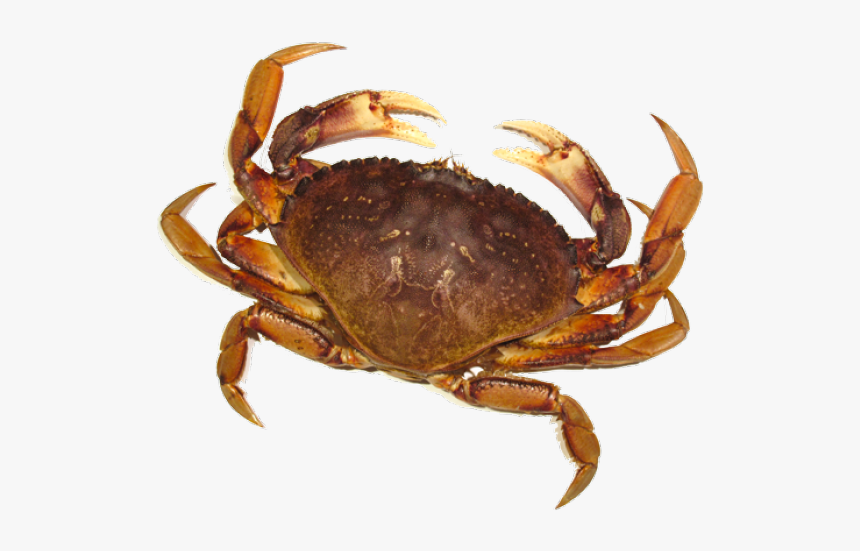 Crab Png Transparent Images - Crab Png, Png Download, Free Download