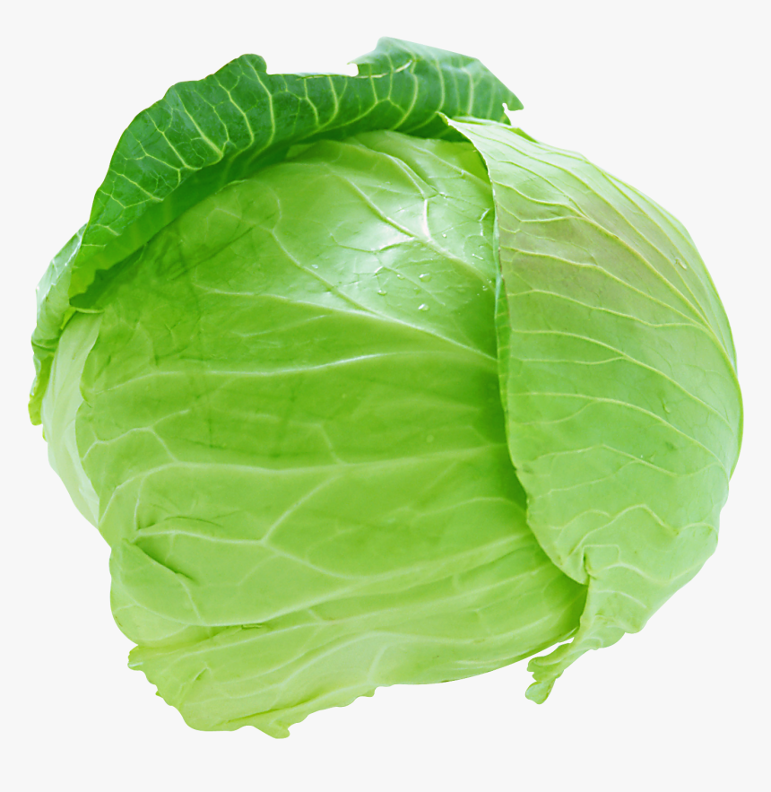 Cabbage Png Image - Fresh Cabbage, Transparent Png, Free Download