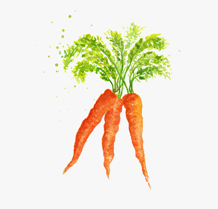 Watercolor Vegetables And Carrots Png Material - Transparent Watercolor Carrot, Png Download, Free Download