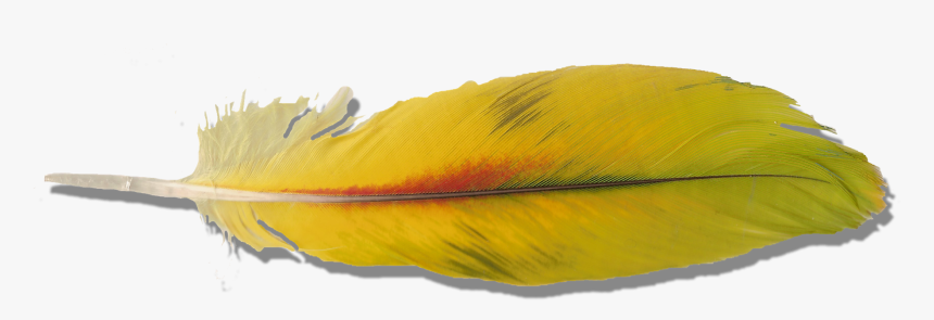 Macaw Feather Png Pic - Yellow Parrot Feather, Transparent Png, Free Download