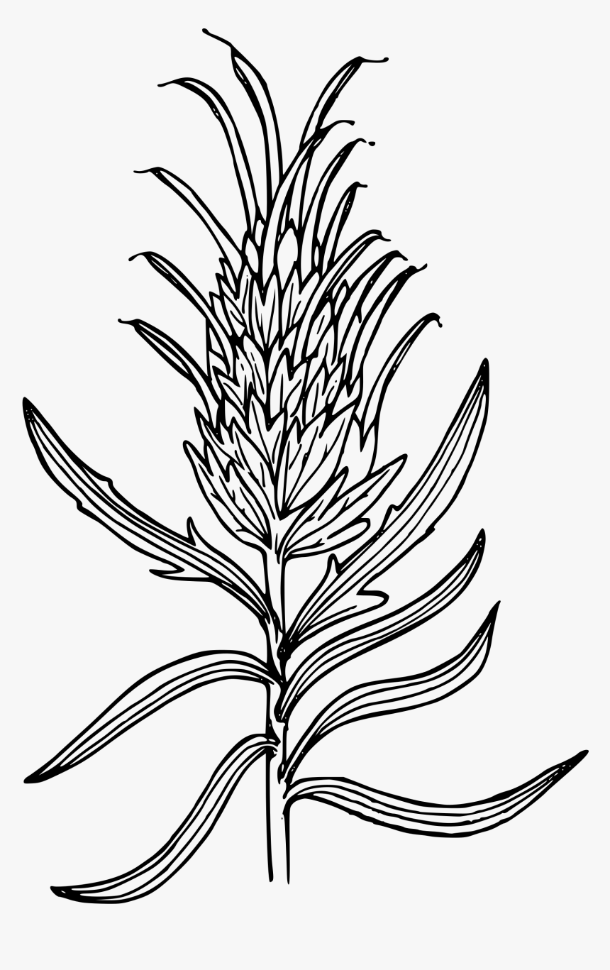 Wyoming Paintbrush Clip Arts - Indian Paintbrush Flower Drawing, HD Png Download, Free Download
