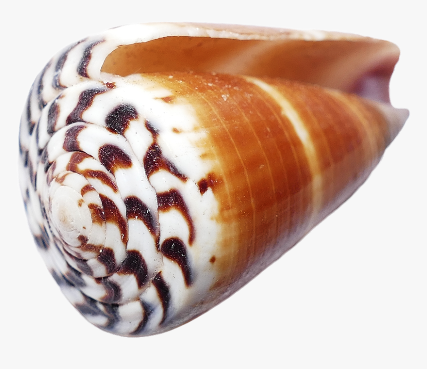 Transparent Seashell Png - Seashell, Png Download, Free Download