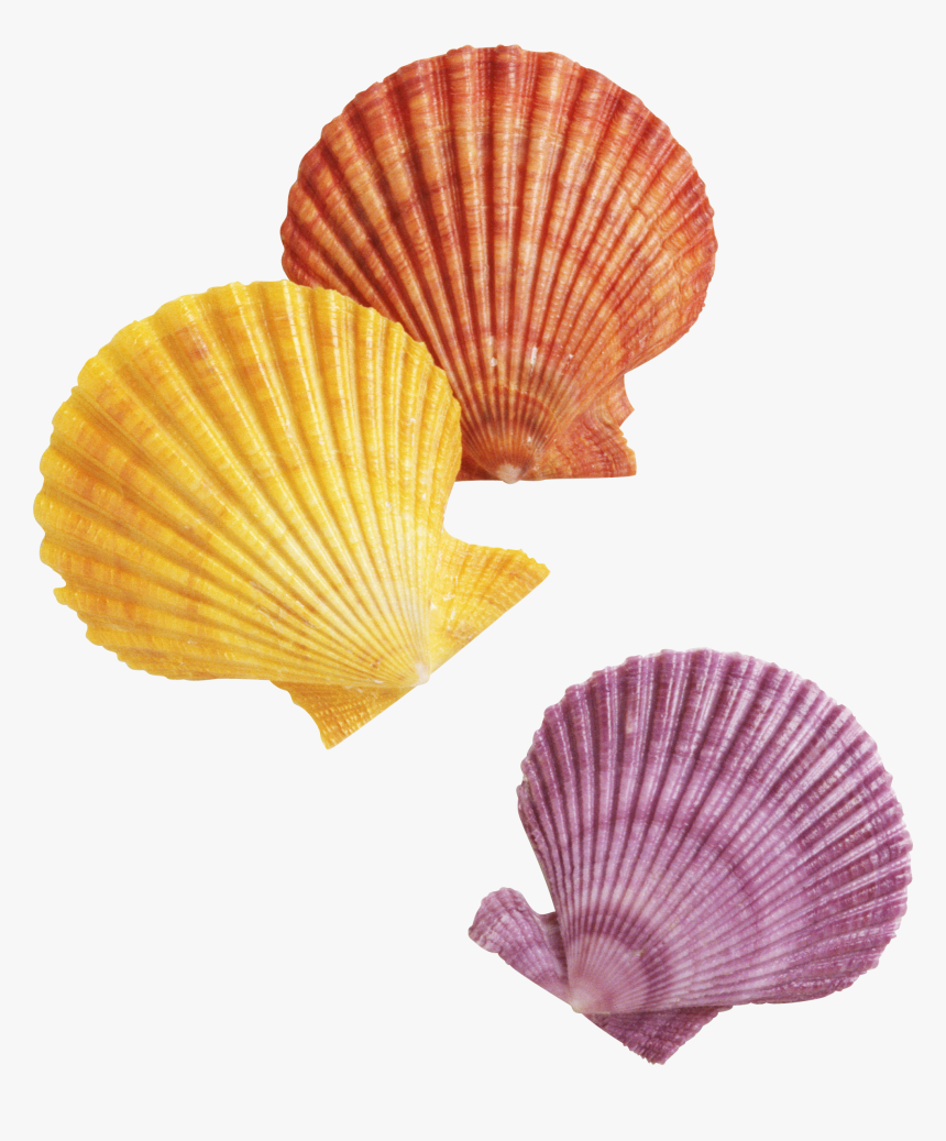 Seashell Png - Transparent Background Transparent Seashells, Png Download, Free Download