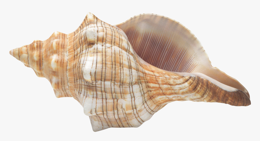Seashell Png, Transparent Png, Free Download