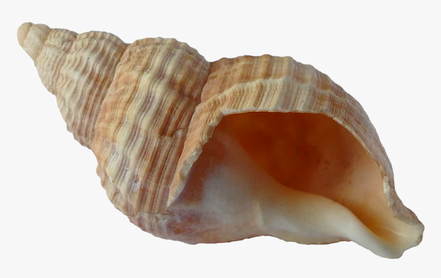 Seashell Png - Transparent Background Seashell Png, Png Download, Free Download