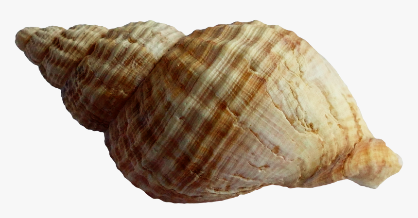 Sea Shell Png Download - Shell Png, Transparent Png, Free Download