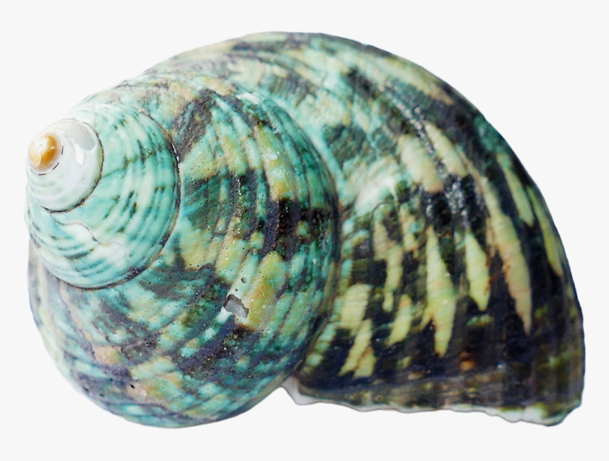 Transparent Background Sea Shell Transparent, HD Png Download, Free Download