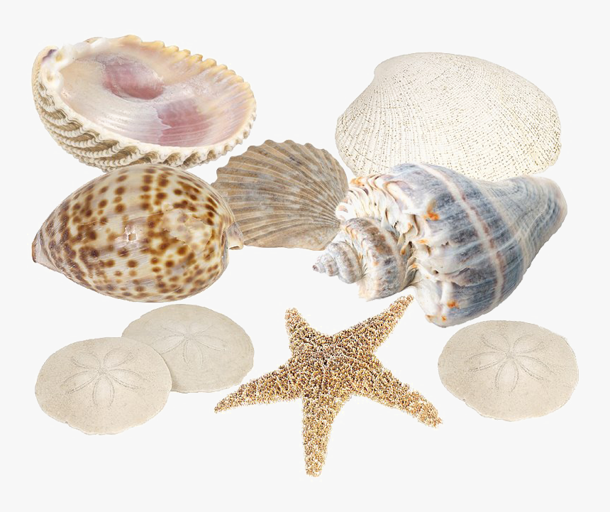 Seashell Download Png Image - Shell, Transparent Png, Free Download