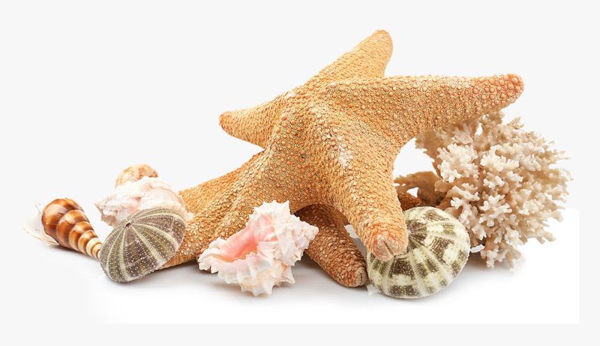 Seashell Beach Clip Art - Shells Transparent, HD Png Download, Free Download