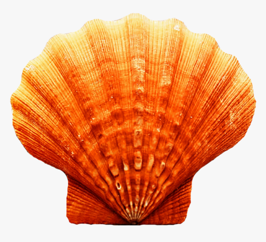 Seashell Transparent Image - Scallop Orange Seashell, HD Png Download, Free Download