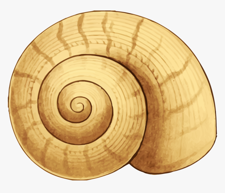 Spiral Shell Clip Art, HD Png Download, Free Download