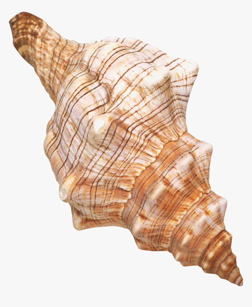 Seashell Png - Sea Shells Clear Background, Transparent Png, Free Download
