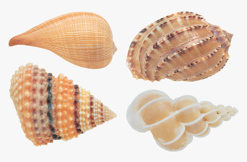 Transparent Background Seashells Png, Png Download, Free Download