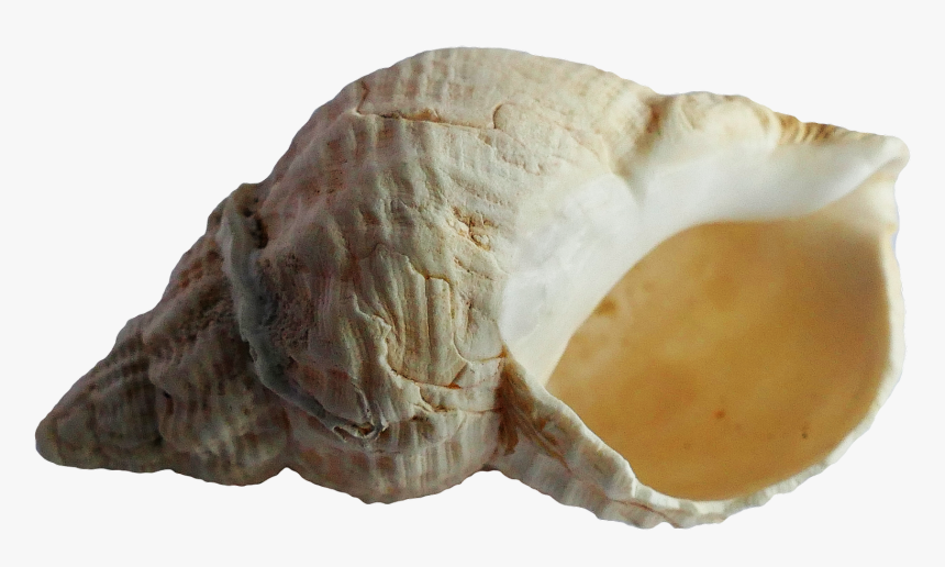 Seashell Png - Fossil Transparent Background, Png Download, Free Download