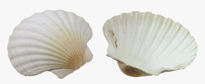 Seashell Png - صدف Png, Transparent Png, Free Download