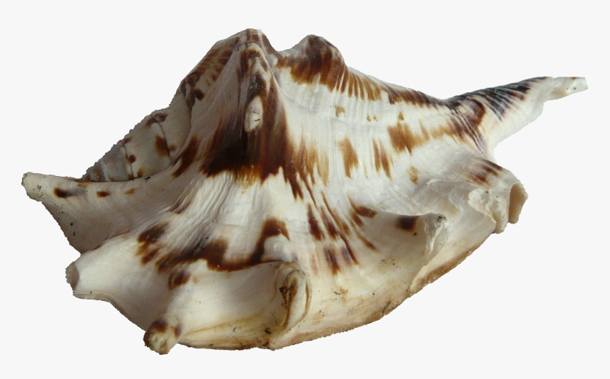 Image Seashell Png Transparent - Seashell, Png Download, Free Download