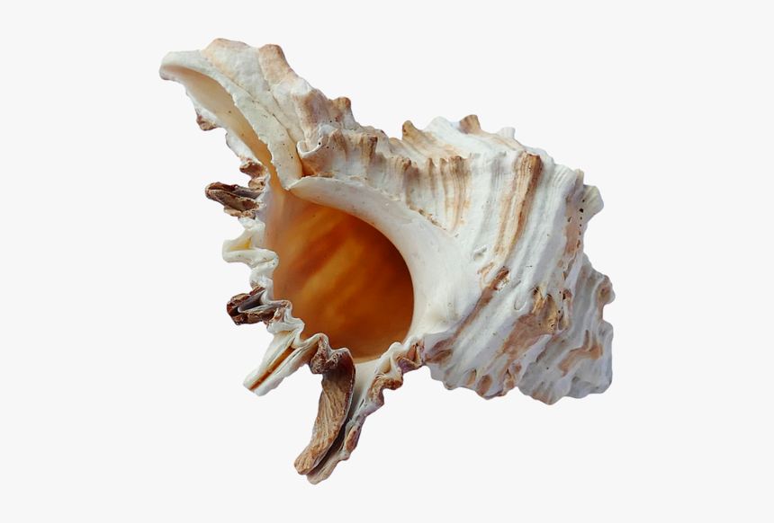 37155 - Beach Shells Transparent, HD Png Download, Free Download