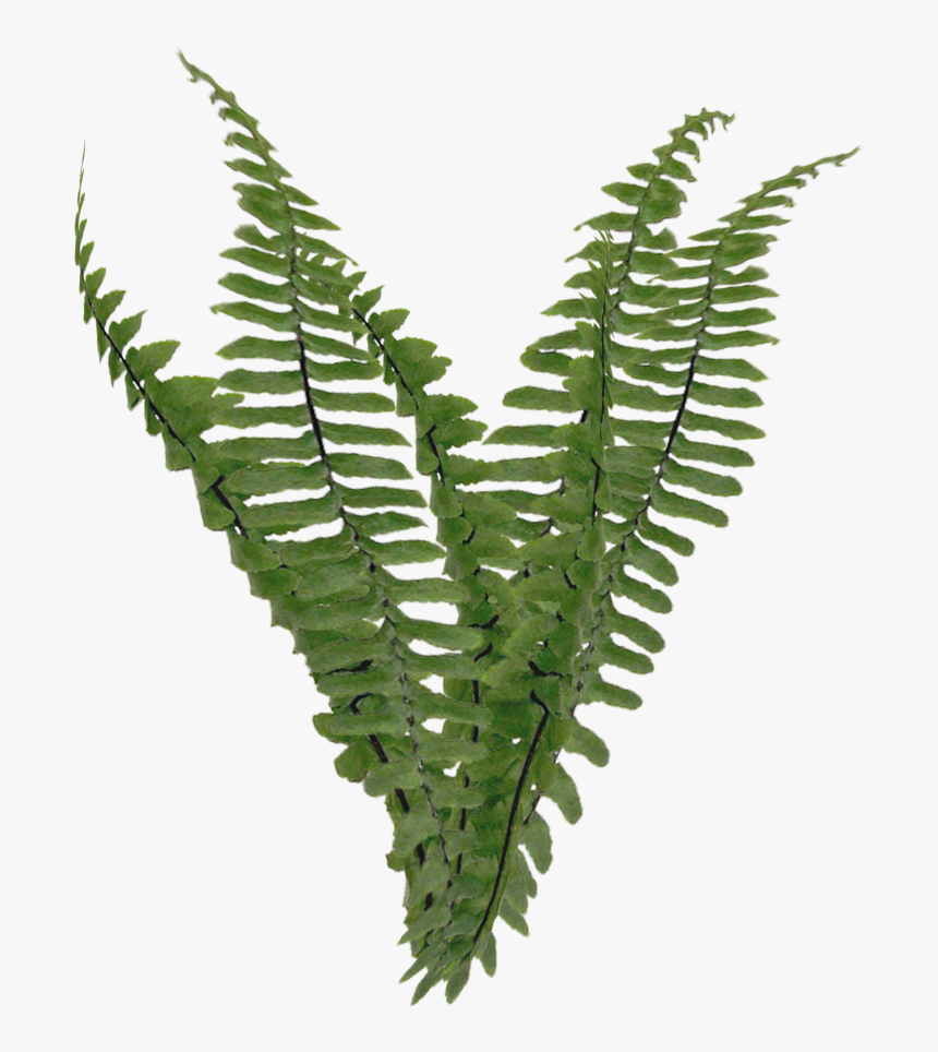 Ostrich-fern - Ferns With Transparent Background, HD Png Download, Free Download