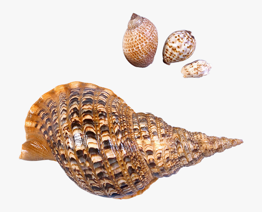Seashell Beach Sea Snail - Sea Snails Transparent Background, HD Png Download, Free Download
