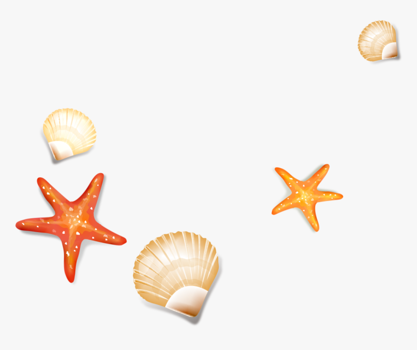 Drawing Shells Starfish - Seashell Transparent Background Starfish, HD Png Download, Free Download
