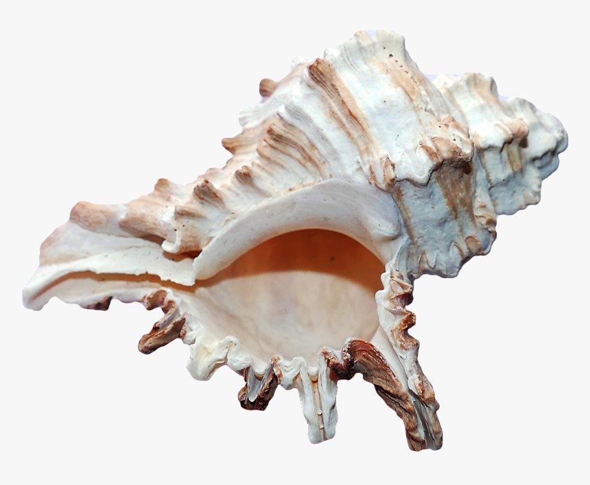 Seashell, HD Png Download, Free Download