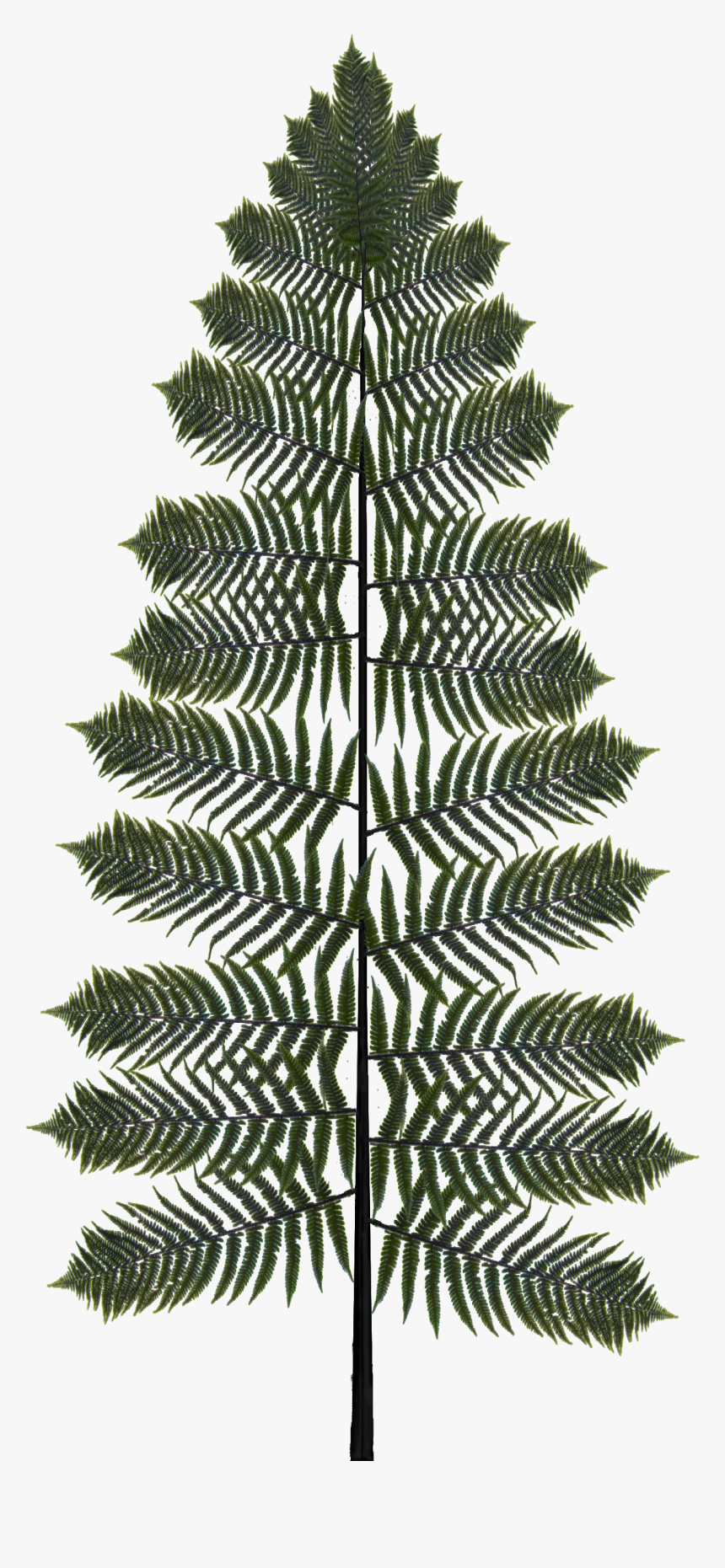 Preview - Fern, HD Png Download, Free Download