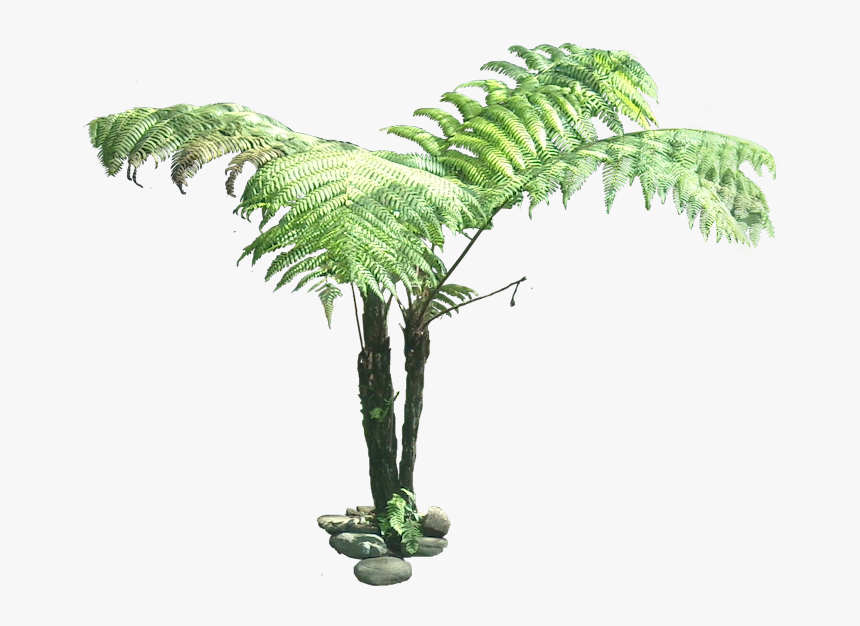 Fern Clipart Transparent Background - Cyathea Png, Png Download, Free Download