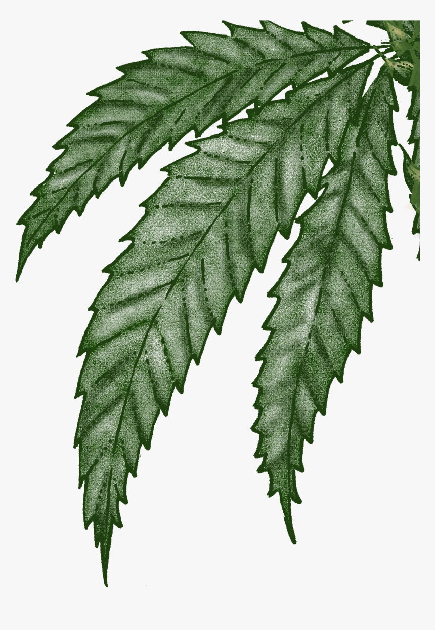 A Passionate Producer - Fern, HD Png Download, Free Download