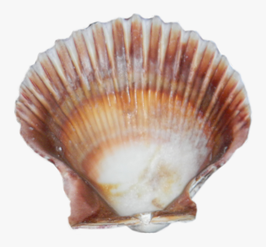 Free Download Seashell Png Images - Sea Shell Hd Png, Transparent Png, Free Download