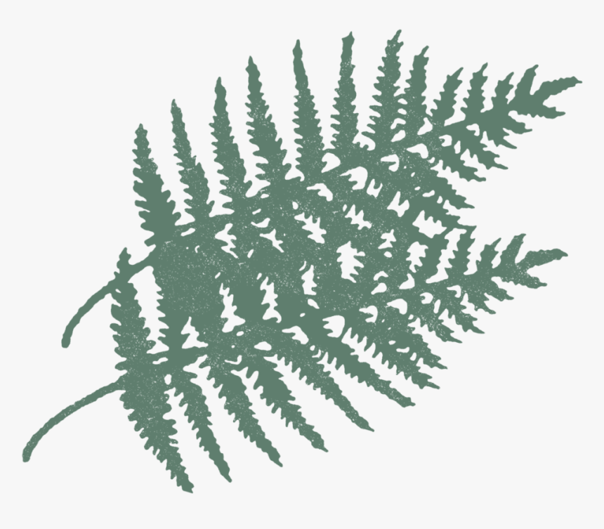 Fern-vibes - Fern, HD Png Download, Free Download