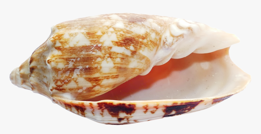 Sea Shell Png Transparent Image Pngpix - Seashells In A Transparent Background, Png Download, Free Download