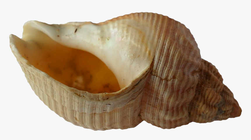 Sea, Shell, Clam, Ocean, Sea Shells, Beach, Sand - Sea Shell Clam, HD Png Download, Free Download