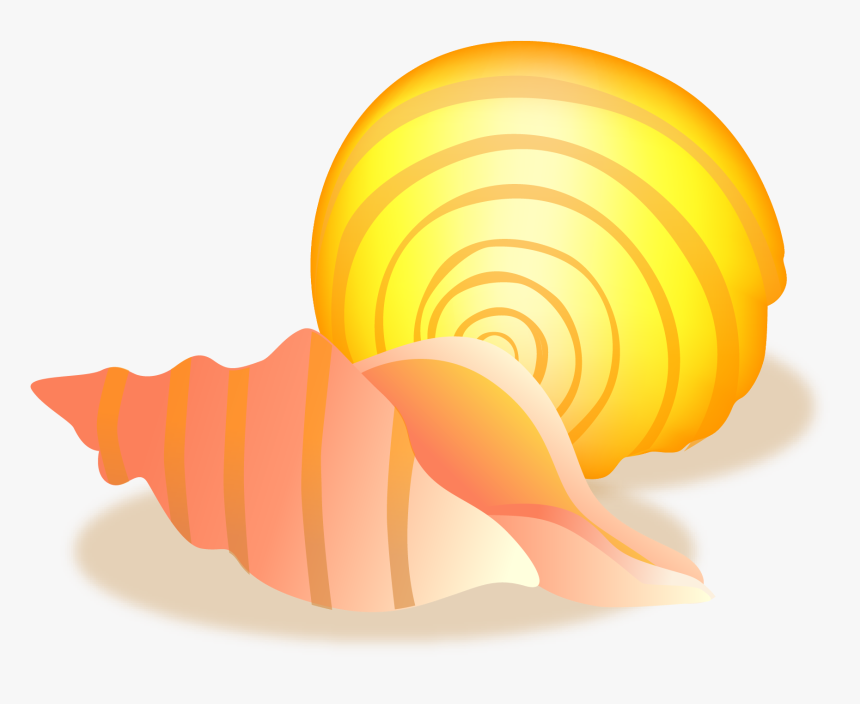 Conch Sea Snail Seashell - Shell, HD Png Download, Free Download